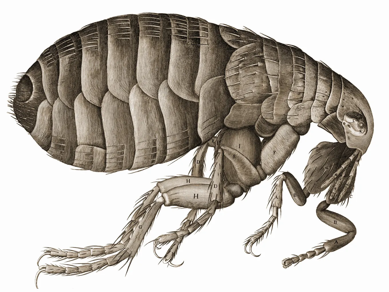 Grabado: una pulga vista al microscopio, enorme y detallada, con su caparazón articulado y sus patas cubiertas de pelos.